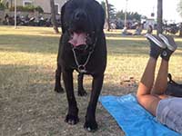 cane corso nero